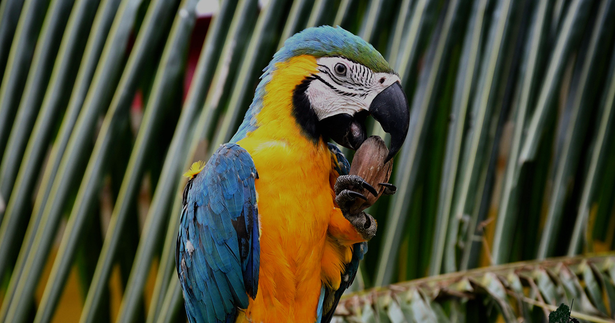 Diversidad de la fauna en la Amazonia (Foto: GAMR)